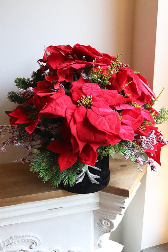 Velurro Gwiazda Betlejemska, flowerbox zimowy