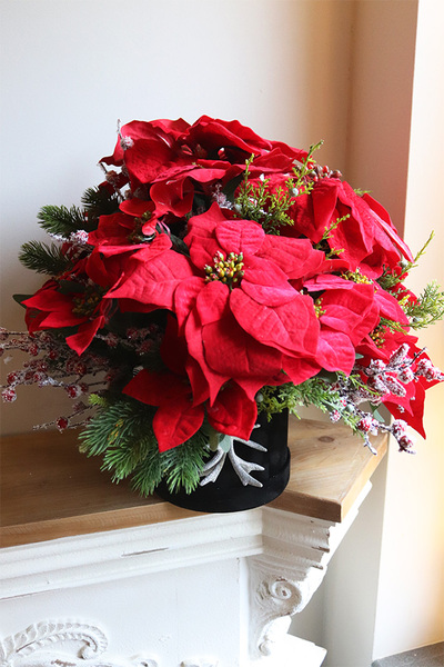 Velurro Gwiazda Betlejemska, flowerbox zimowy