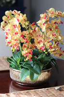 efektowny storczyk w misie, Złota Golinata, wys.43cm