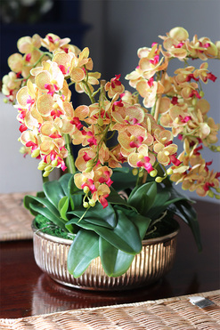 efektowny storczyk w misie, Złota Golinata, wys.43cm 