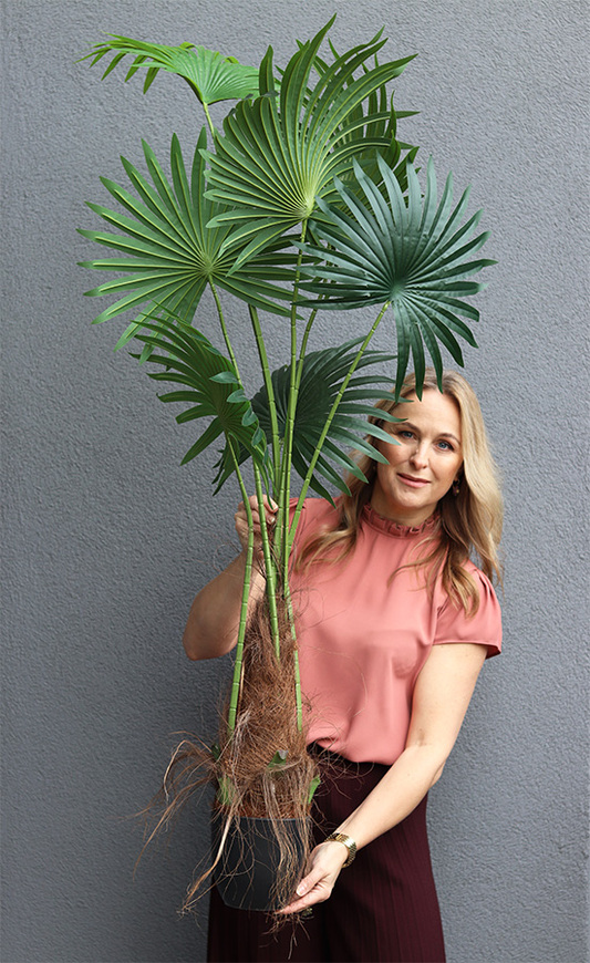 Palma Livistona, sztuczna roślina w doniczce