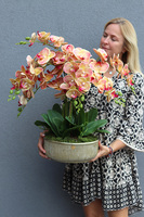 Castellamare Granada, gumowy storczyk w złotej misie	