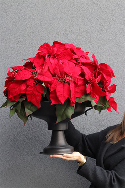 OD RĘKI Gwiazda Betlejemska Pucharina, sztuczna roślina w donicy, wys.60cm