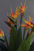 Strelicja Floria, egzotyczna kompozycja w donicy fiberglass