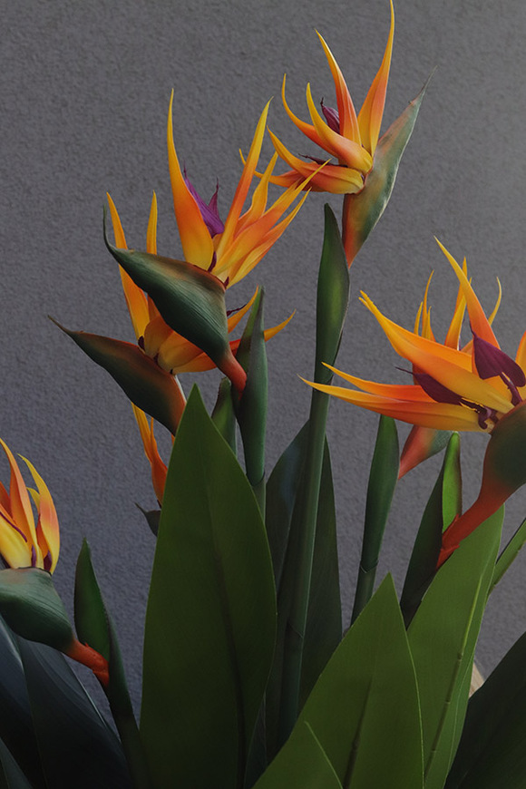 Strelicja Floria, egzotyczna kompozycja w donicy fiberglass