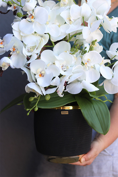 Borusia, elegancki storczyk w donicy glamour, wys.62cm