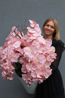 Mediolan Pudrowy Kiss, duży storczyk w białej donicy