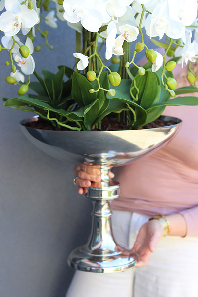 Cooleria Palace, storczyk w pucharze