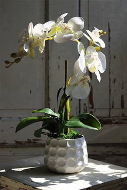 Jedyna, gumowy storczyk w białej doniczce, wys.48cm 