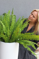 Zielony Dom Fern, paproć w donicy fiberglass