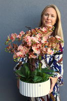 Nullina Granada Melitea, gumowy storczyk w białej misie