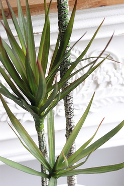 Dracena White Moment, sztuczna roślina w doniczce, wys.105cm 