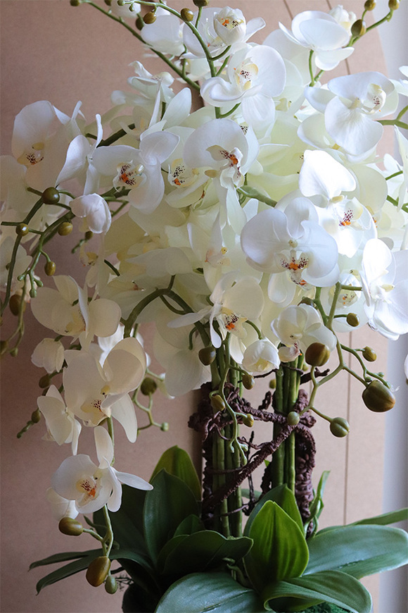 Saute Orchid, storczyk do Twojej donicy