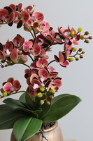 Castellamare, gumowy storczyk w donicy