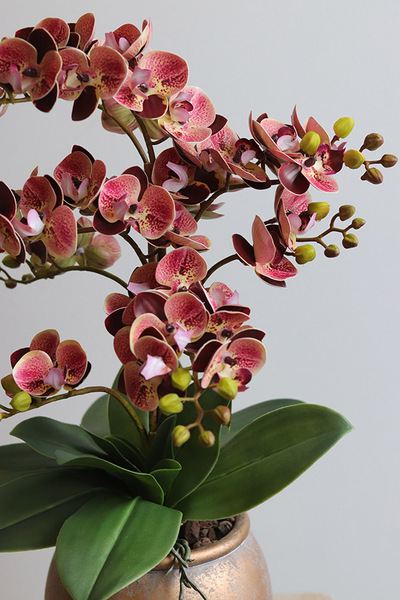 Castellamare, gumowy storczyk w donicy