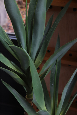 Jukka Fiberglass, sztuczna roślina w szarej donicy, wys.107cm