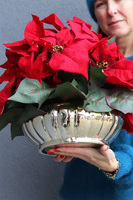 Gwiazda Betlejemska Silver Deco, wysokiej jakości sztuczna roślina