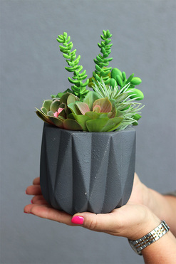 Nimelia Moderno, dekoracja sukulenty w grafitowej donicy, wys.23cm