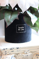 Gwiazda Betlejemska Biel, flowerbox zimowy, czarny welur