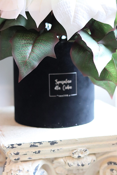 Gwiazda Betlejemska Biel, flowerbox zimowy, czarny welur