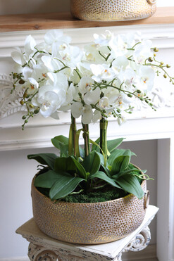 efektowny storczyk w metalowej misie, Ferrata Gold 2 Big, wys.62cm