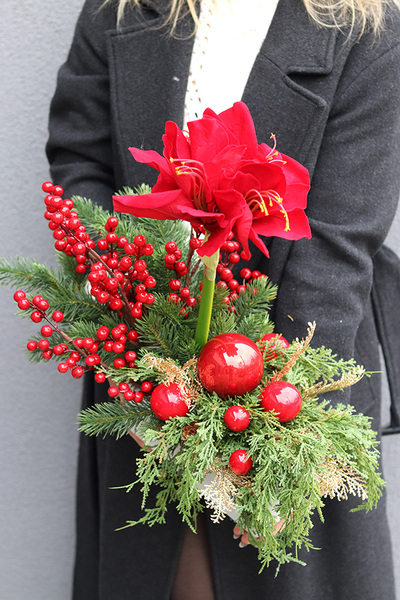 Amarylis Winter Gold B, świąteczna kompozycja z czerwonymi kwiatami, wys.46cm