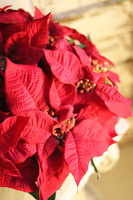 Gwiazda Betlejemska Golderino, wysokiej jakości sztuczna roślina, wym.54x40cm