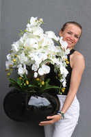 Grande Belezza 4, bardzo duży storczyk