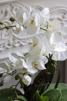 Banerra Leas, sztuczny storczyk w prostokątnej donicy