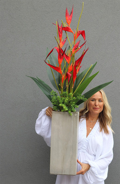 Heliconia Bihai Strelicja, kompozycja w betonowej donicy, wys.140cm