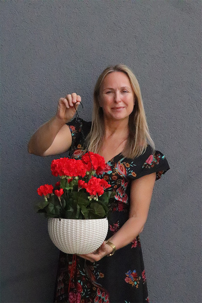 Pelargonia Red, kompozycja pelargonie w wiszącej donicy