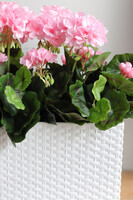 różowe pelargonie w skrzynce balkonowej