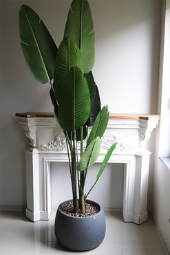 Bananowiec Concrete Bowl, sztuczna roślina w donicy, wys.206cm 