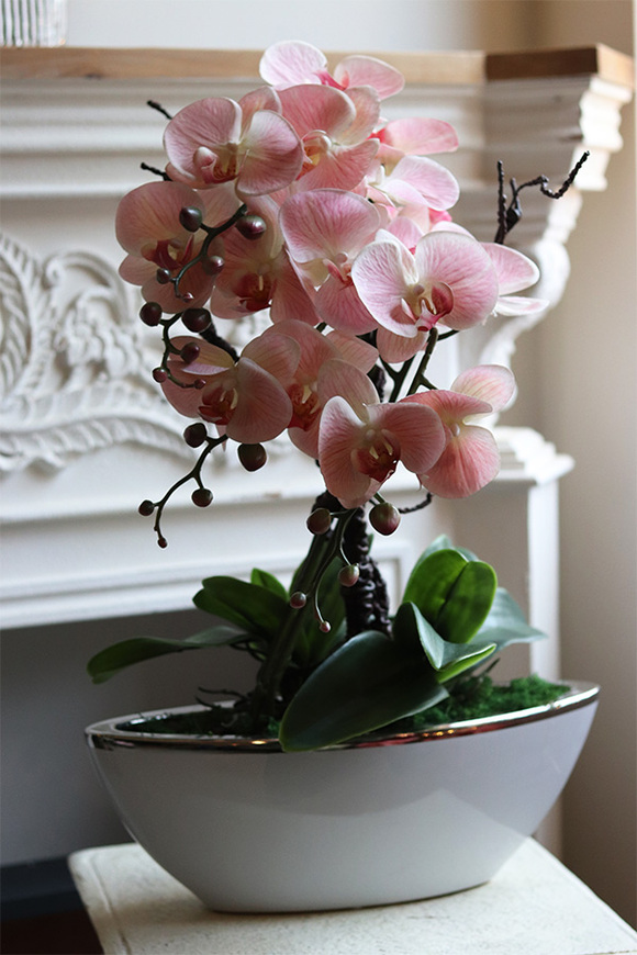 Laos Lukullus, różowy gumowy storczyk