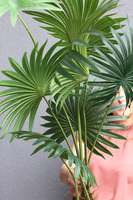 Palma Livistona, sztuczna roślina w doniczce