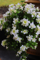 Azalia Fiberglass, sztuczna roślina w czarnej donicy