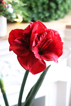 Amarylis Black Glamour, kompozycja zimowa, wys.80cm.