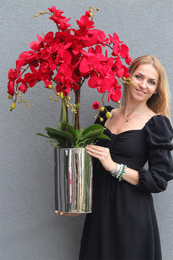 Red Velvet Manfredo, czerwony storczyk w wąskiej donicy, wys.98cm 