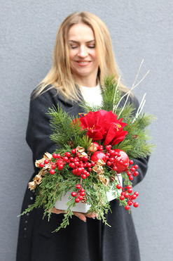 Amarylis Winter Gold A, świąteczna kompozycja z czerwonymi kwiatami, wys.39cm