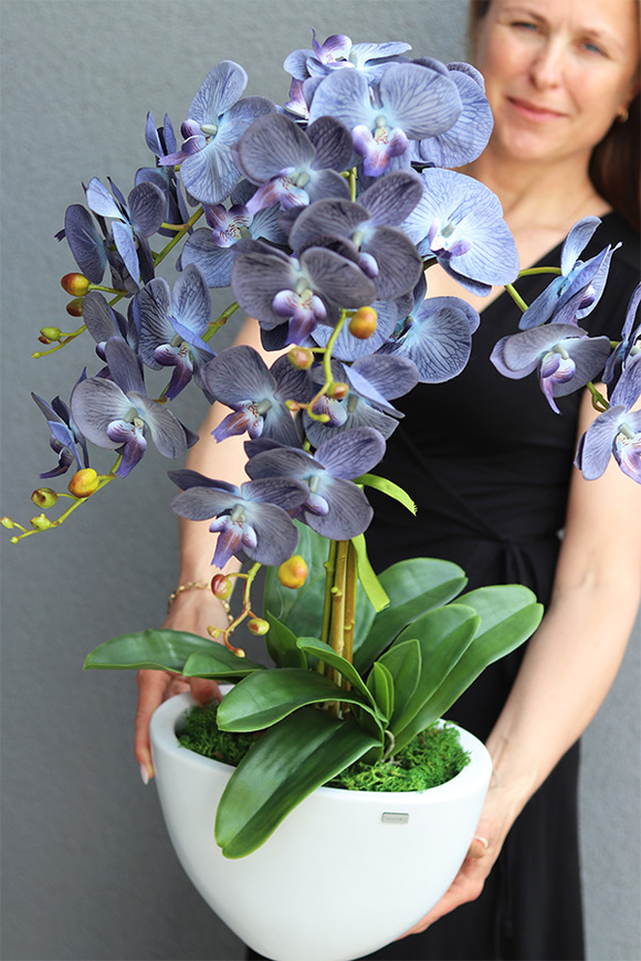 Cinderella Blue, granatowy storczyk w białej donicy, wys.74cm 