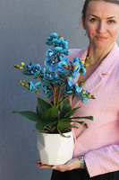 Turkuserra, niebieski storczyk w białej doniczce