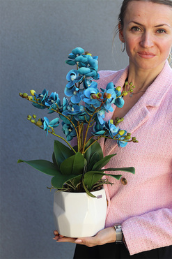 Turkuserra, niebieski storczyk w białej doniczce, wys.54cm