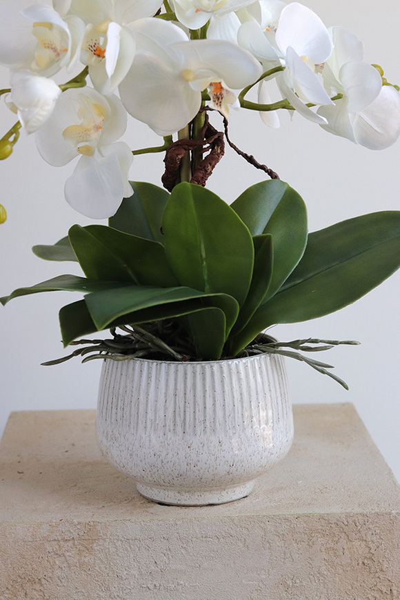 Biel Mineni 2, stylowy storczyk w doniczce ze wzorem