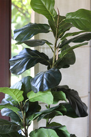 Fikus Dębolistny, sztuczna roślina w doniczce	