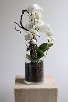 Glassier Como 2, sztuczny storczyk w szklanej tubie