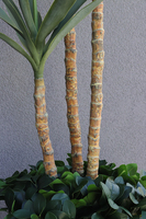 Jukatan Fiberglass, sztuczna roślina w czarnej donicy