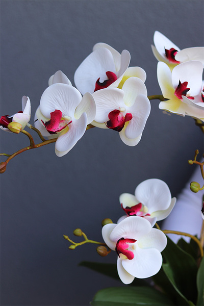 Manferdo Nettera, gumowy storczyk w asymetrycznej donicy