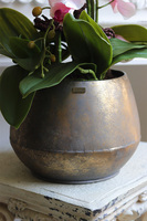 Nedera Pink, storczyk w złotej osłonce