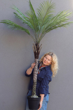 OD RĘKI Palma Kanaryjska, sztuczna roślina w doniczce, wys.185cm