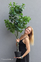 Pomarańcza, sztuczne drzewko w osłonce donicy